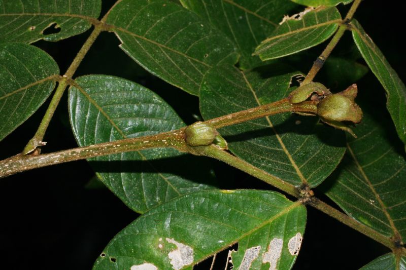 joaquiniquil,cuaniquil,guama,guaba